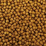 Aquatic Feed Processing Line
